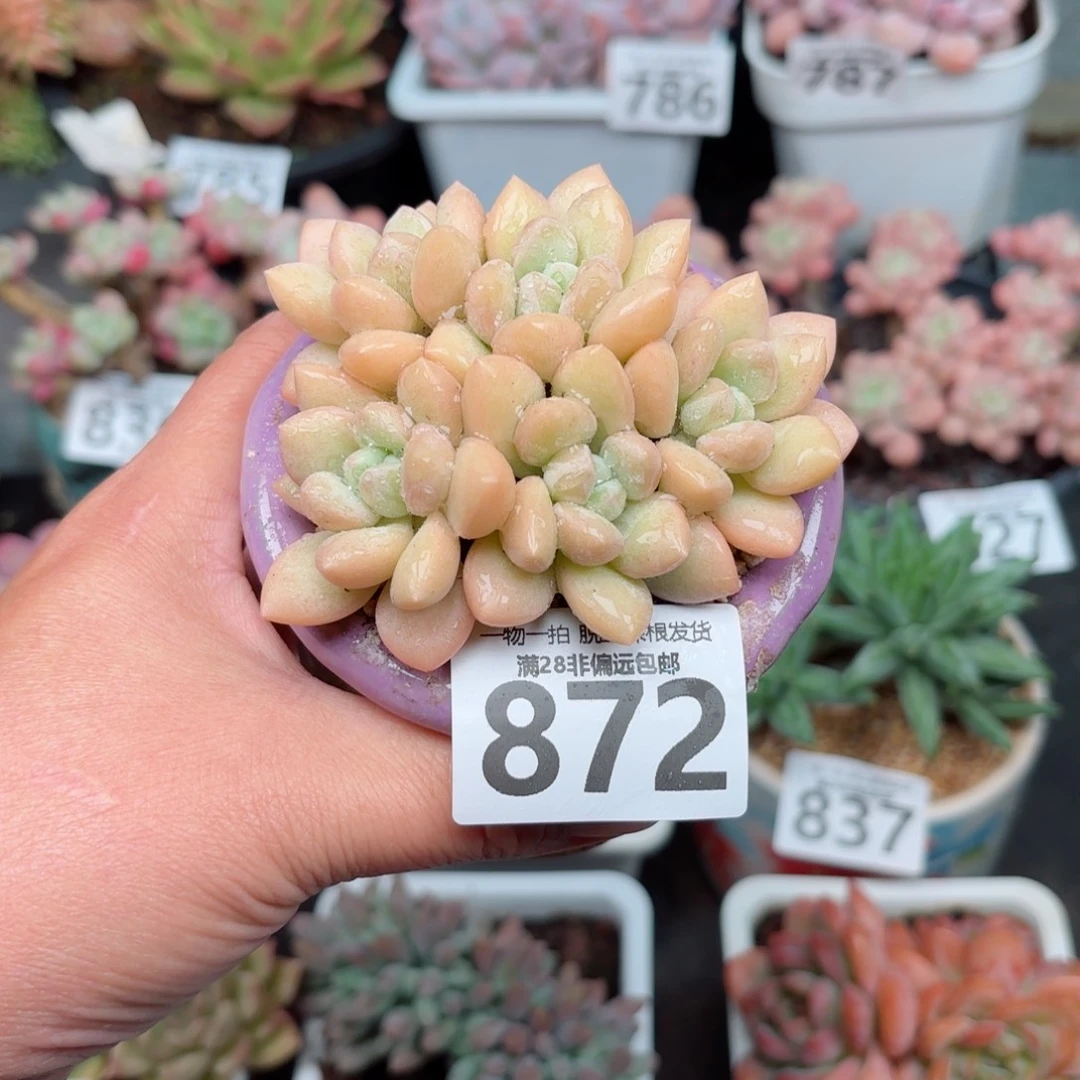 泡泡糖整群无盆土发货