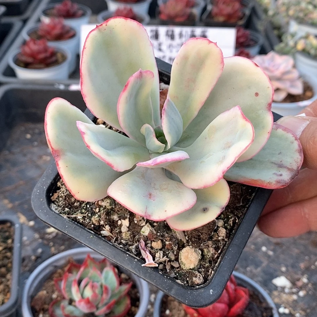 1502大瑞蝶腹轮锦多肉