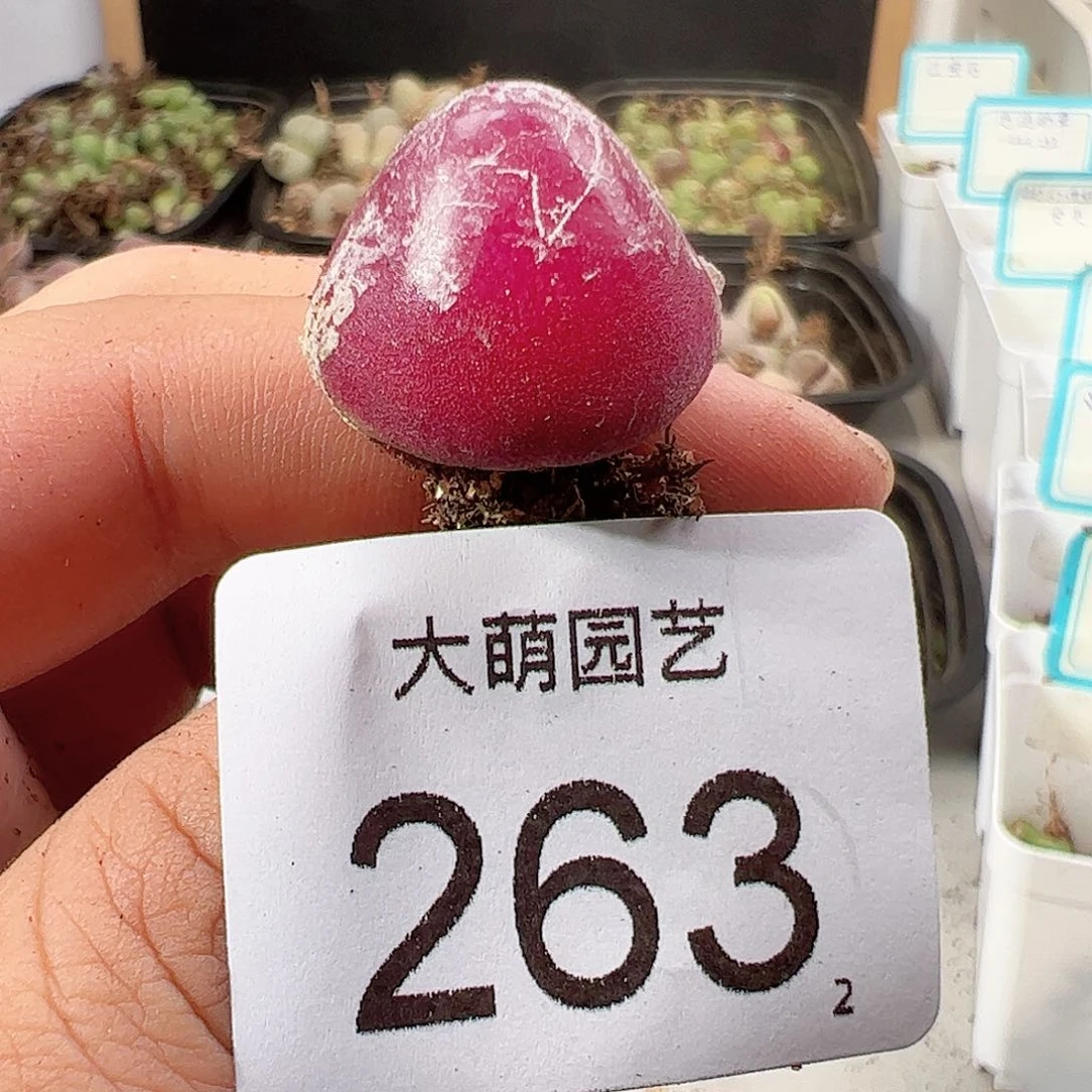 0000263 一物一拍……