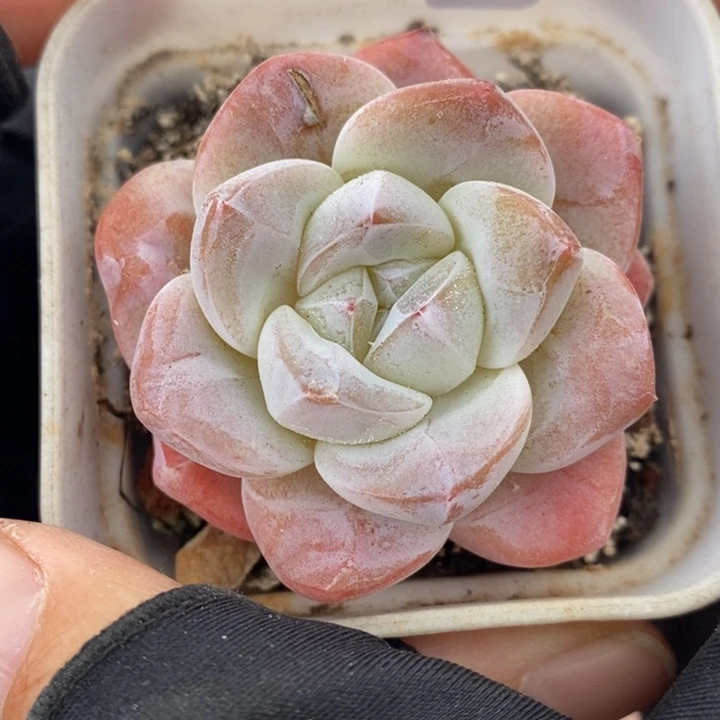 1203-572，冰玉多肉