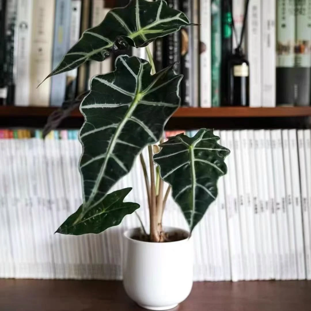 新疆包邮 大仙女海芋植物叶片大 叶片厚高度35cm左右