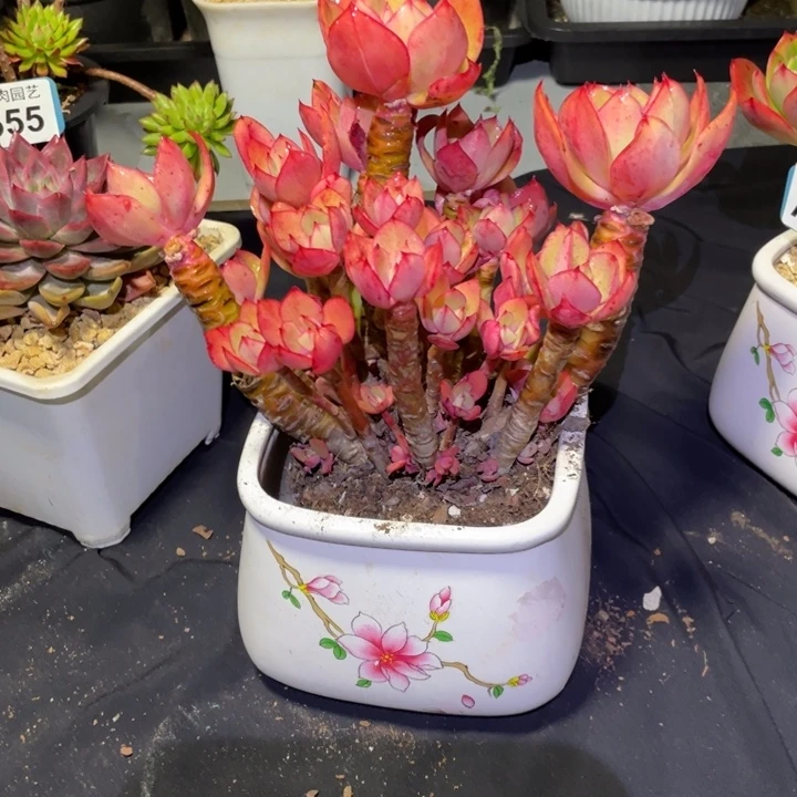 向***️红颜容多肉一物一拍