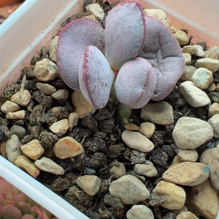 杂交，实生新品，一物一拍