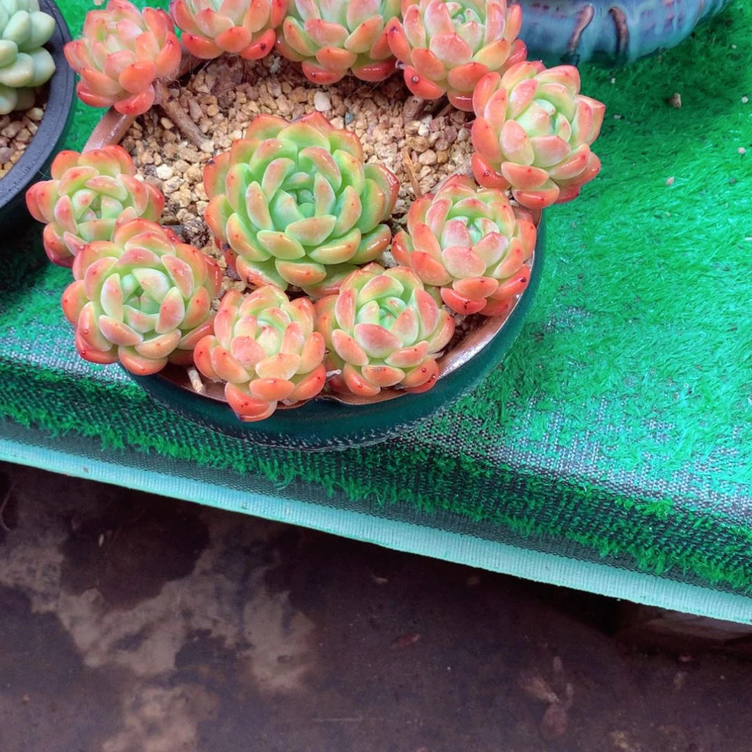 云***飘一物一拍一物一拍