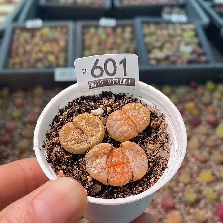 大舅生石花肉锥多肉601