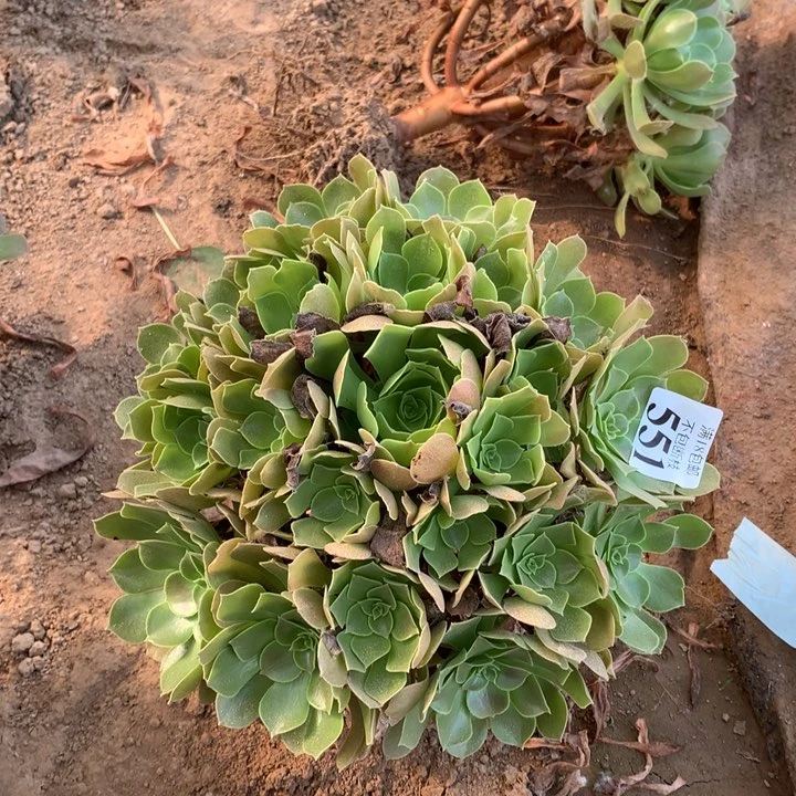 551柠檬玫瑰大手捧1号