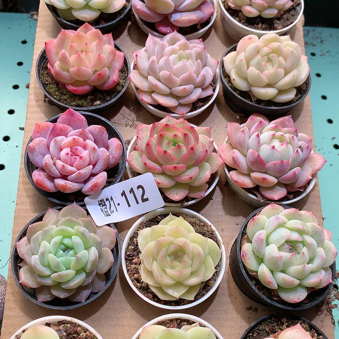 21-112一物一拍带盆18颗。