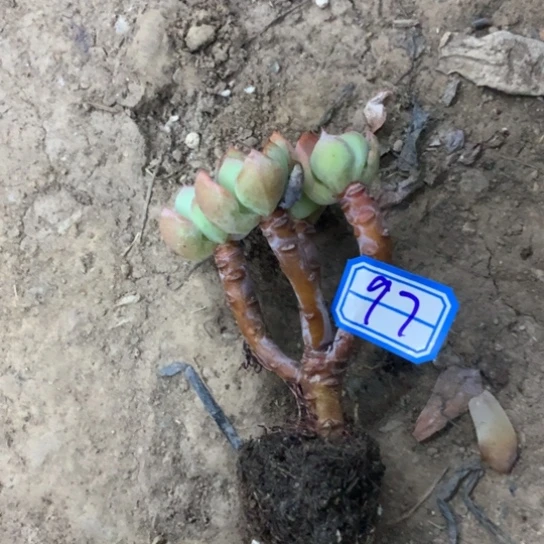 四***然一物一拍碧桃多肉97