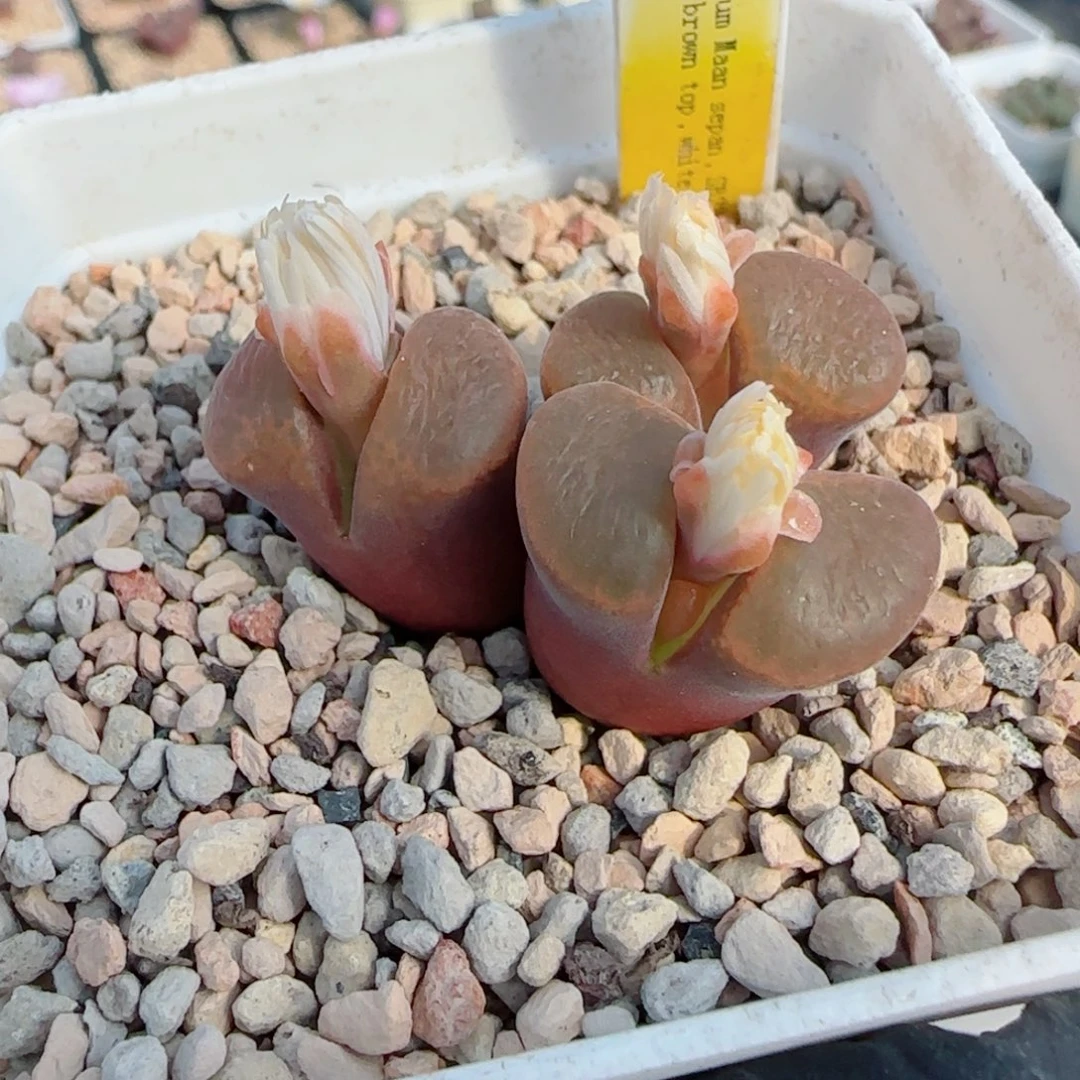 多肉植物1808.3大美风铃43号