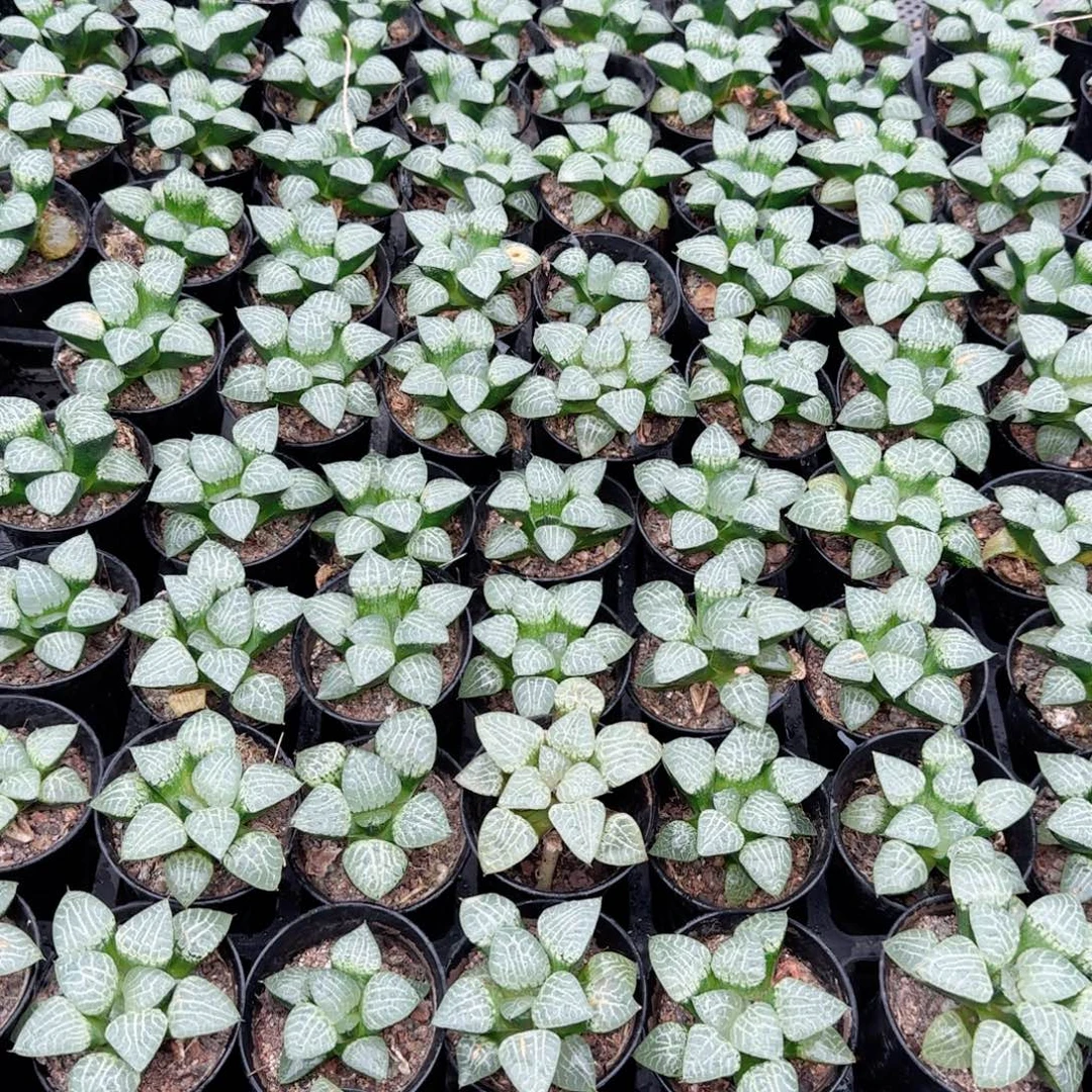 康平玉露多肉植物一颗
