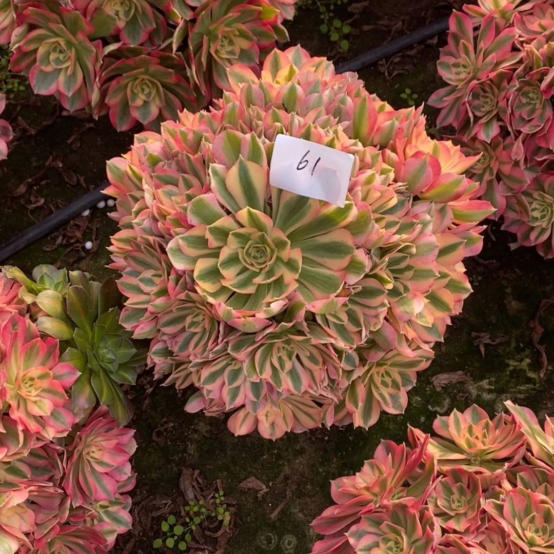 61号粉女巫多肉1颗