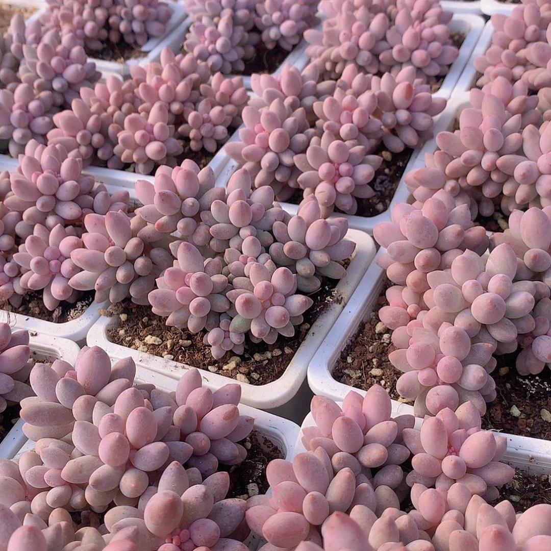 樱花奶45789999900000