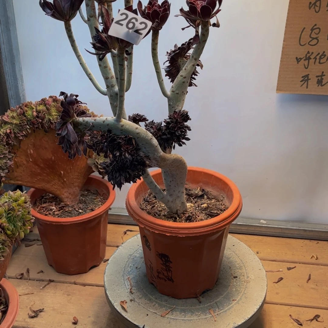多肉植物黑法师缀262