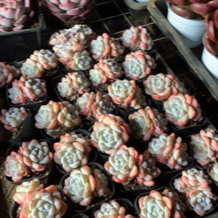双头暗纹冰玉3颗两单包邮