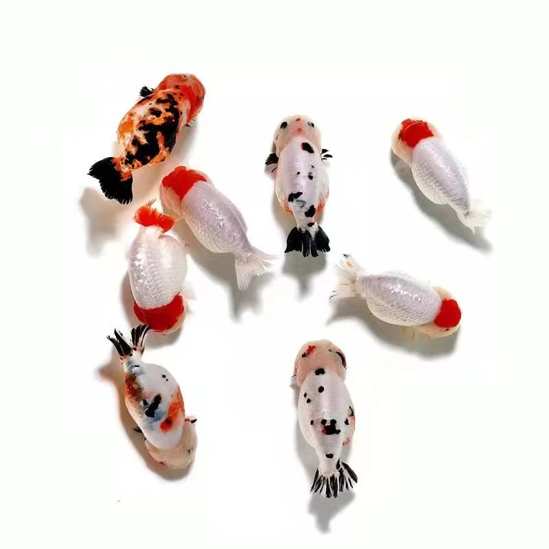 兰寿泰狮玛丽百褶将军冷水观赏鱼