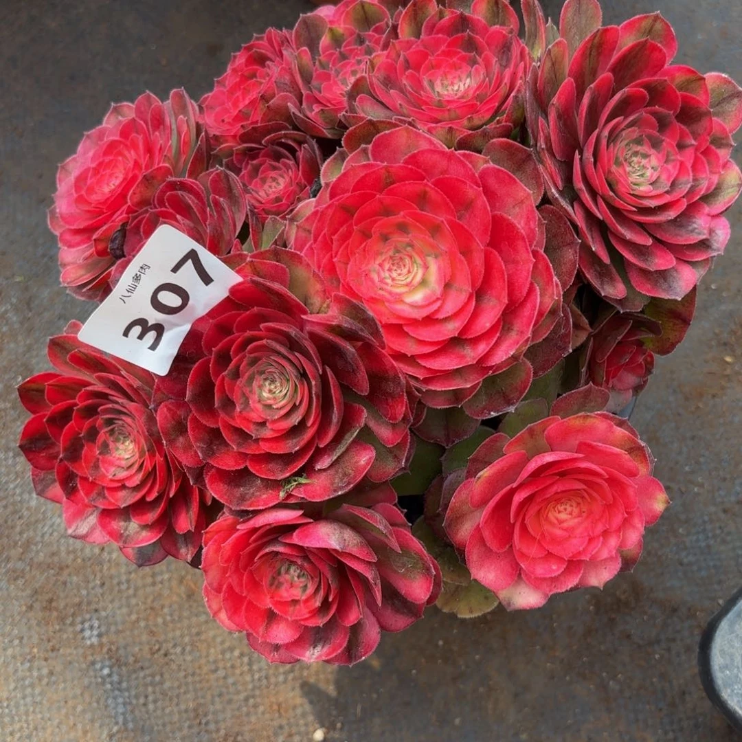 懂*307多肉植物荔枝