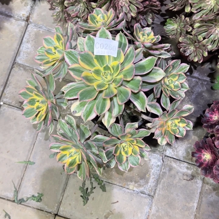 260灿烂、多肉植物