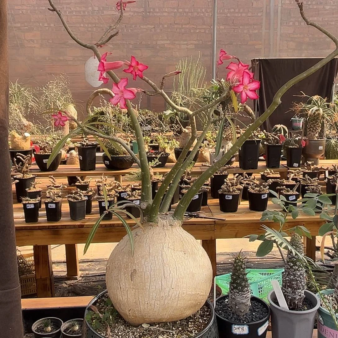 汤圆植物索马里沙枚