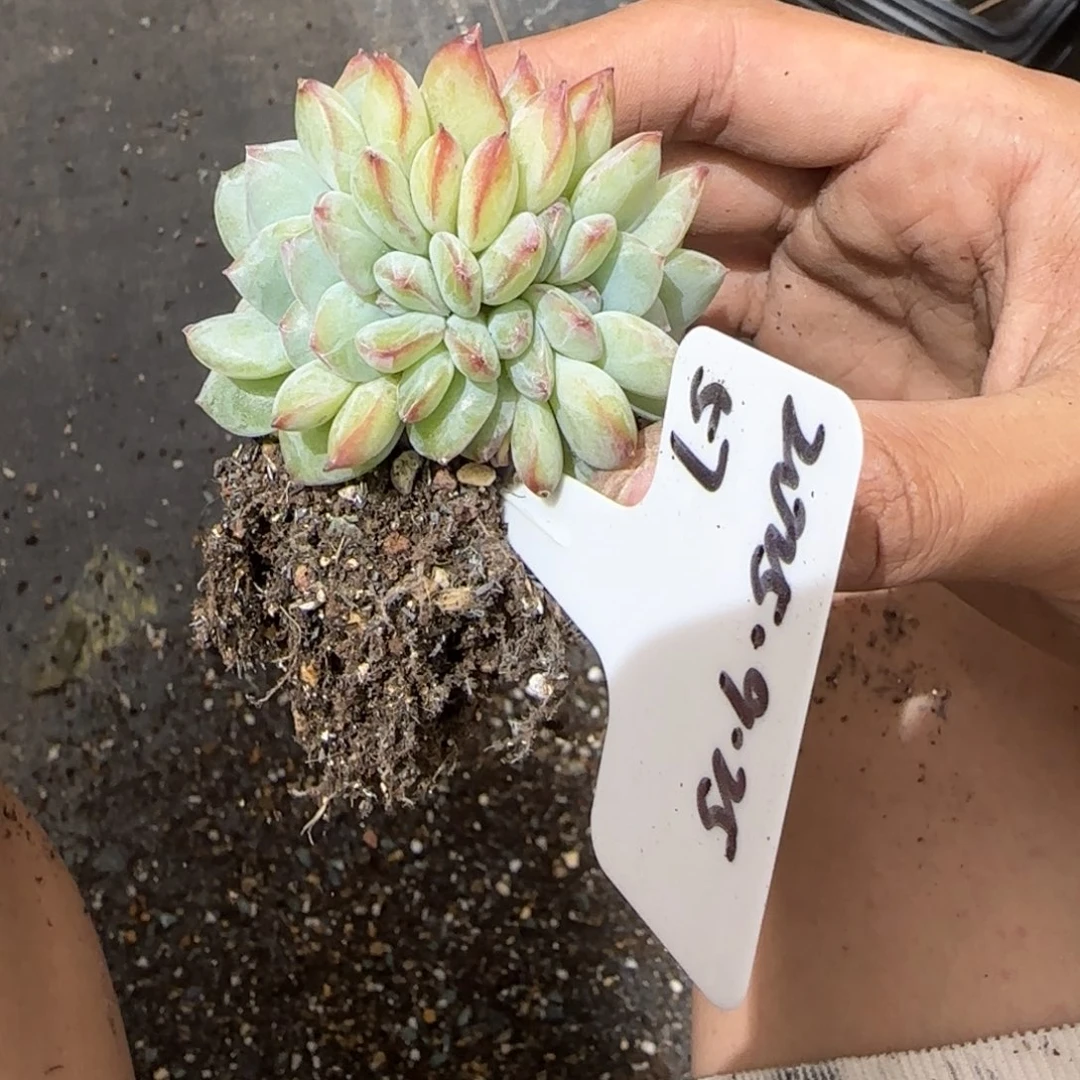 一物一拍小泡芙缀57
