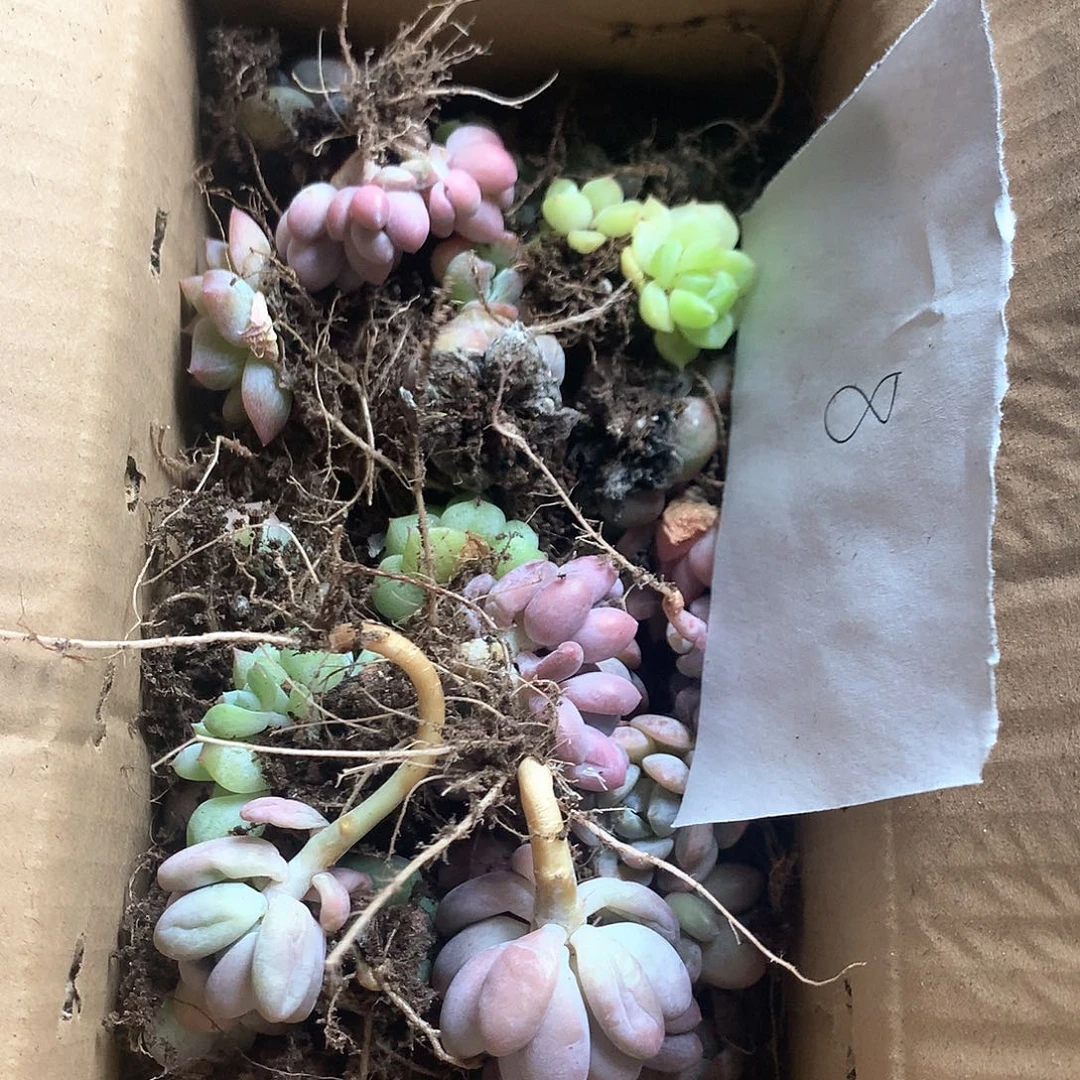 多肉切糕小精品008