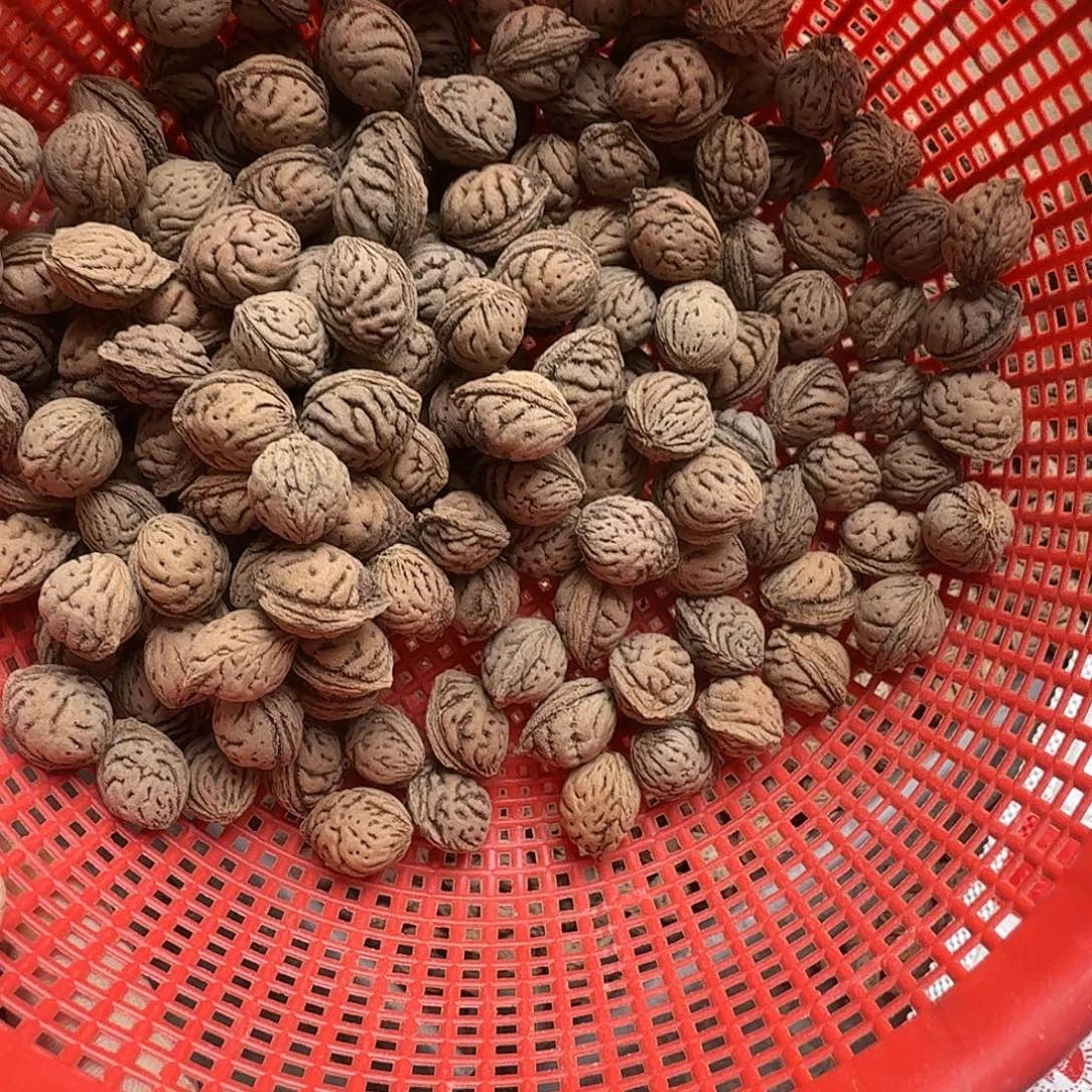 精挑碧桃核小尺寸150颗