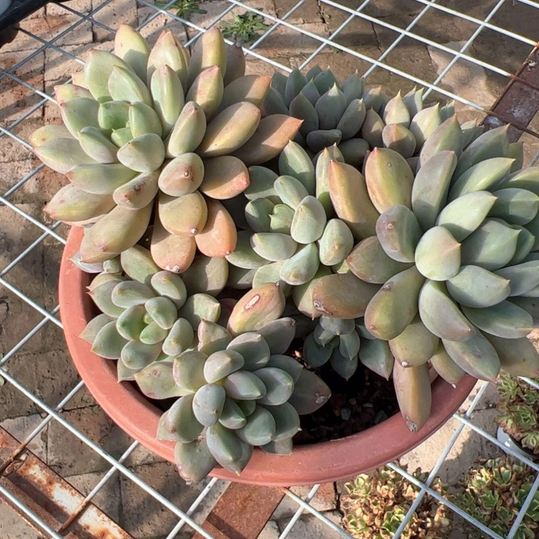 新疆包邮 黄金象牙