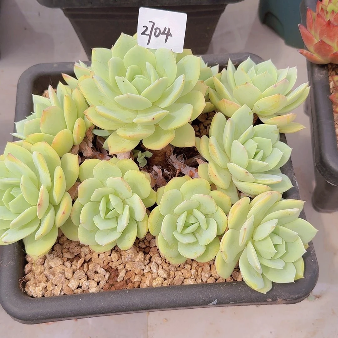 美***量2704恋曲多肉植物