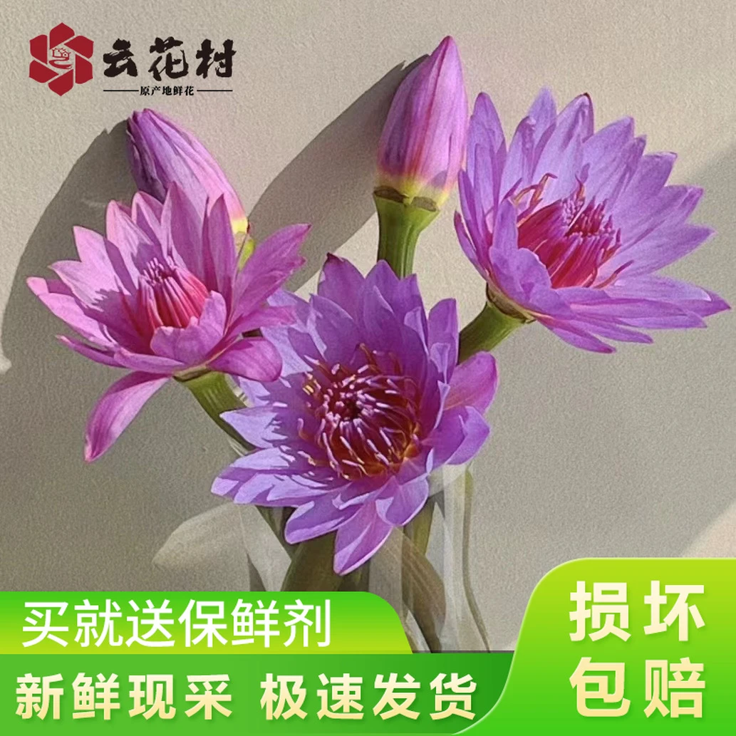 紫色睡莲10支【全店任意满两件发顺丰京东】云南昆明鲜花直发