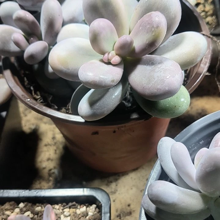 小***伴原始奶拉丝锦多肉植物