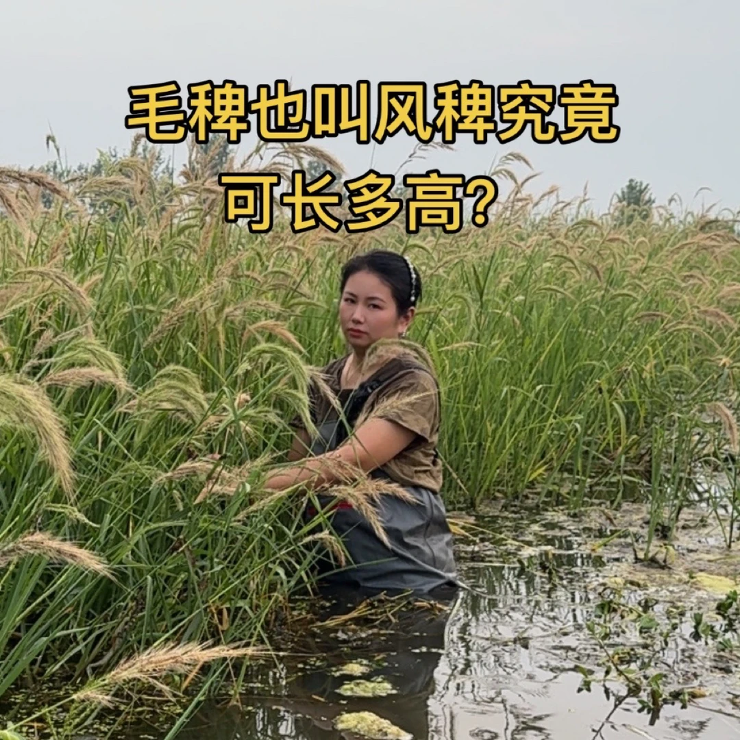 风稗，毛稗、属于高温挺水草，生长周期，适合养高温虾蟹