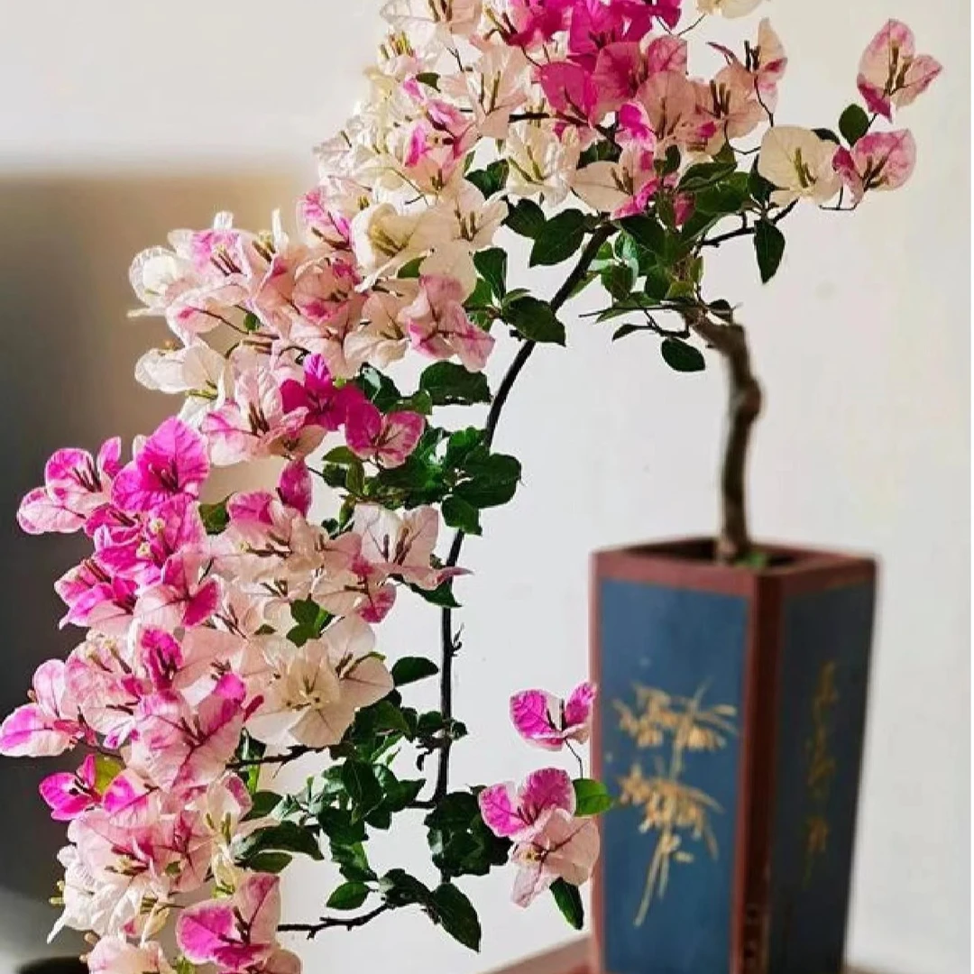 【百变漳红樱】三角梅S四季开花好养勤花品种苗不带盆不带花