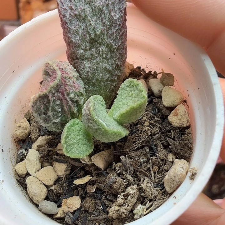 火***奶水蜜桃和草莓都是我