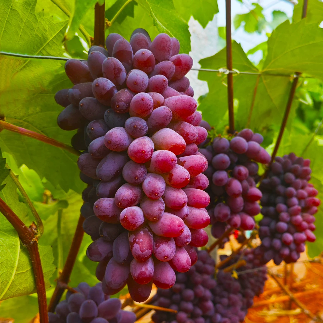 【顺丰包邮】云南茉莉香葡萄 果园新鲜现采 净重1/2/3斤