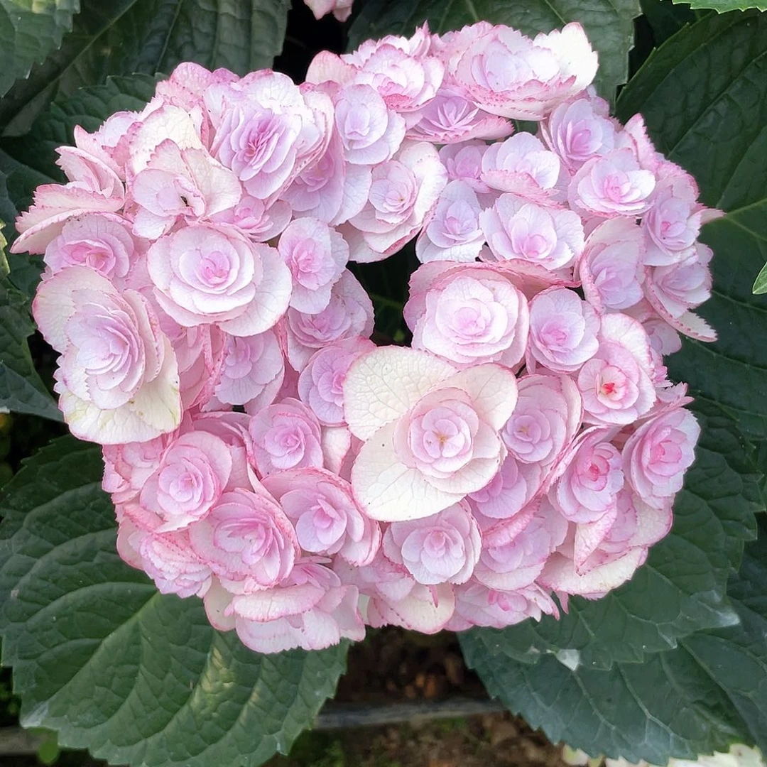 绣球切花一物一拍3枝包邮，24