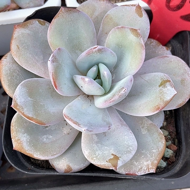 多肉植物韩版奶茶9023