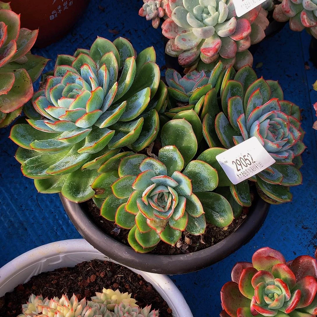 甜***子    晨露多肉29052