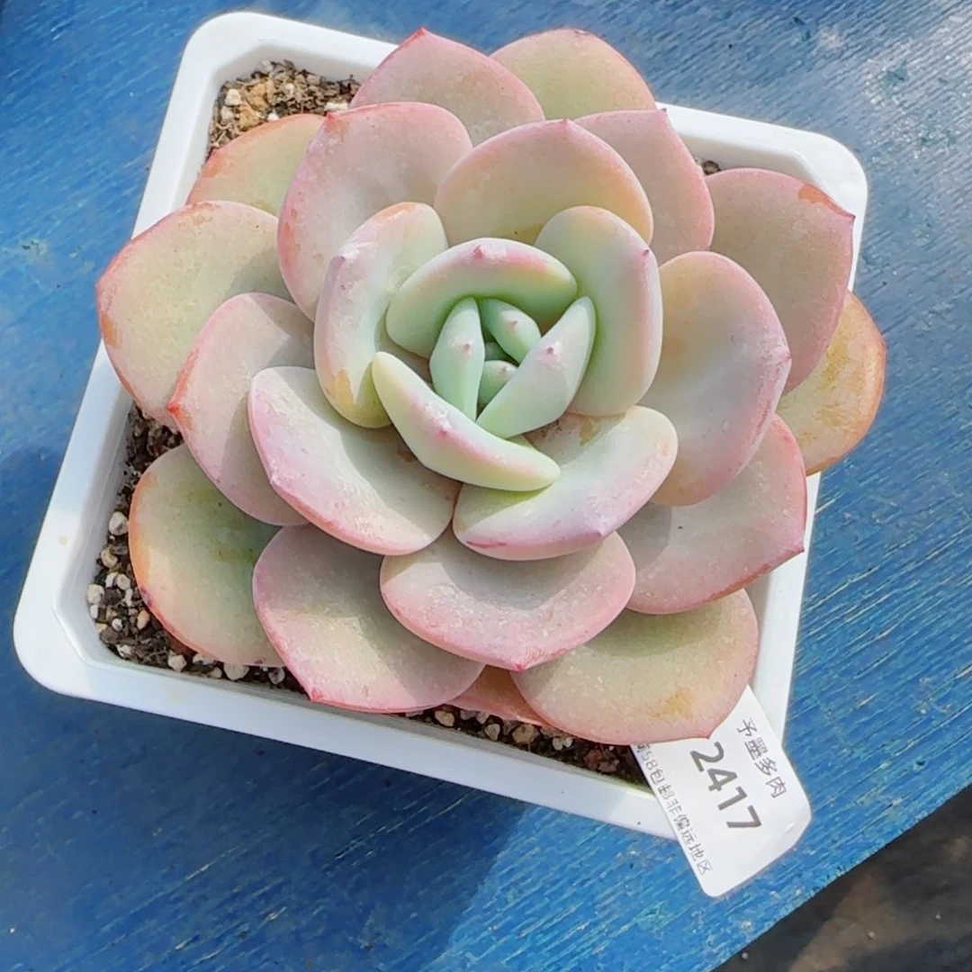 慢*点奶茶，2417多肉植物