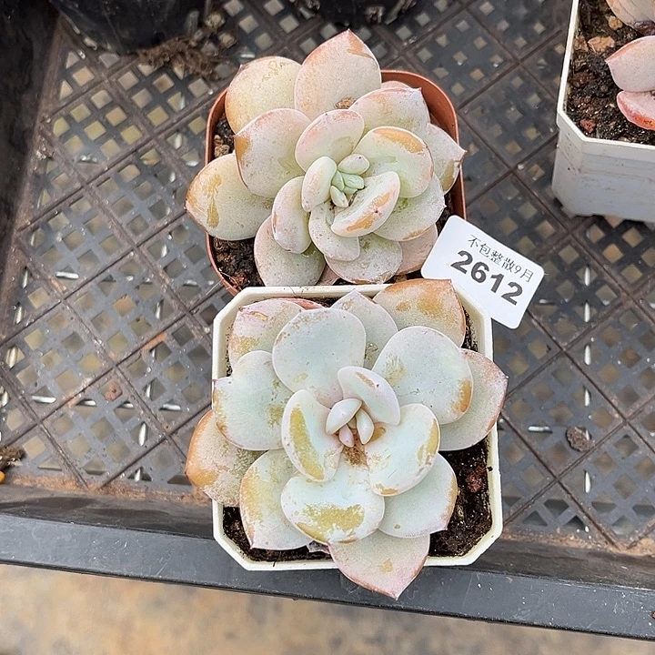 阿雅园艺。      2612奶茶