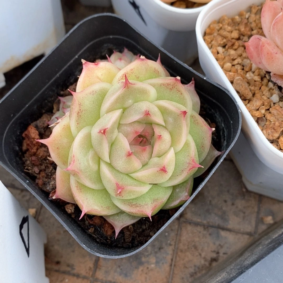 精品多肉一物一拍不包整426