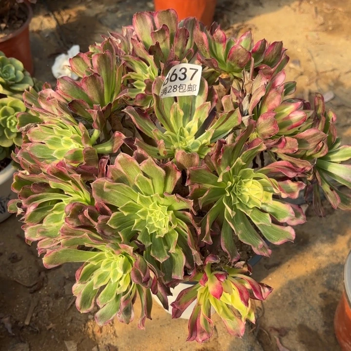 天河多肉处理不包断头637