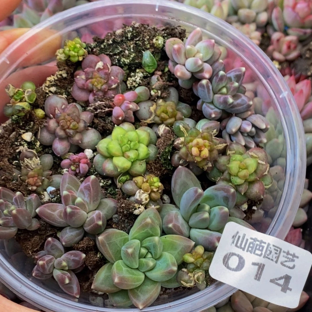 014多肉植物保护研究所所长