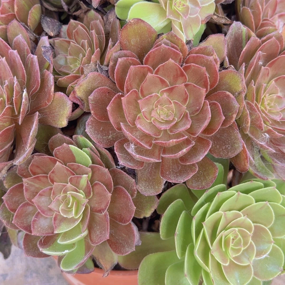 569，红魔多肉植物法师