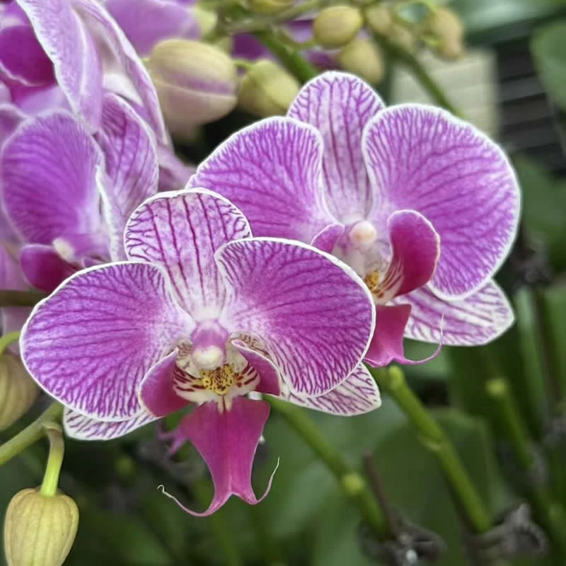 【A6】蝴蝶兰条纹玫红色全年开花植物阳台盆栽绿植兰花花卉