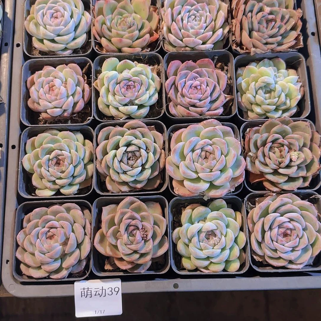 直播一物一拍多肉39