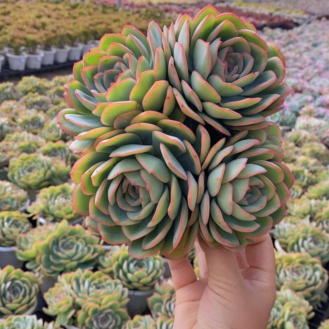 10572晨露一物一拍