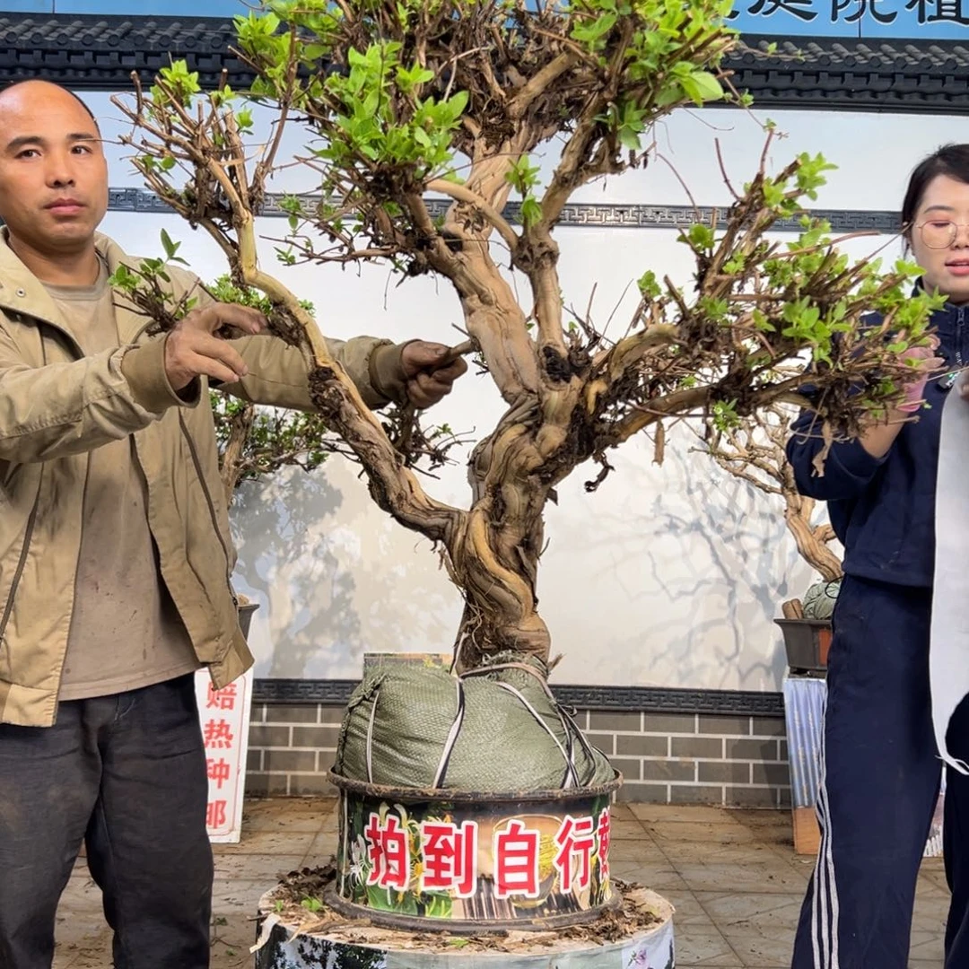 无花朵金银花88888
