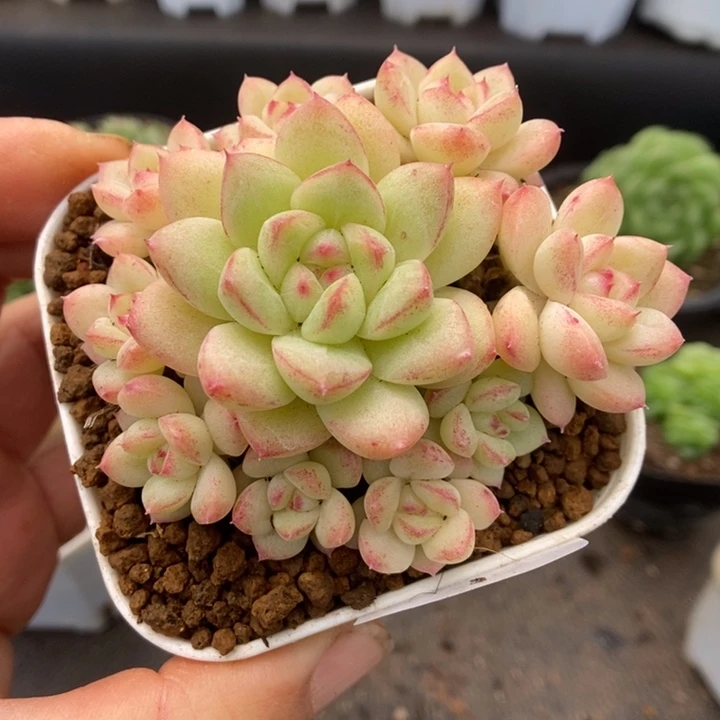 一物一拍一物一拍1118-463