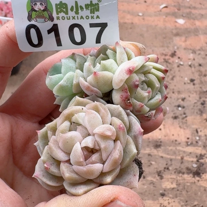 蓝****多肉植物多肉植物