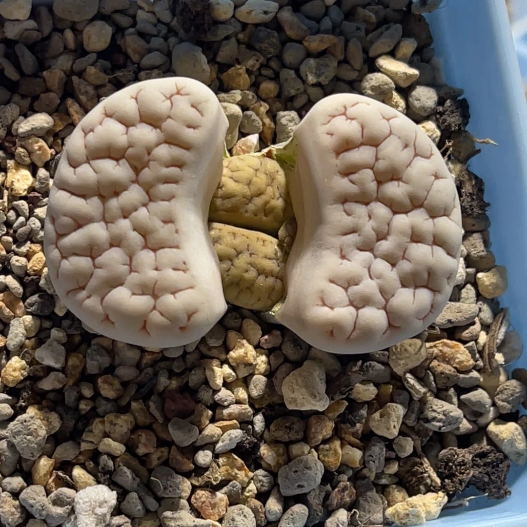 0254白底凹凸189尺寸新头1.7