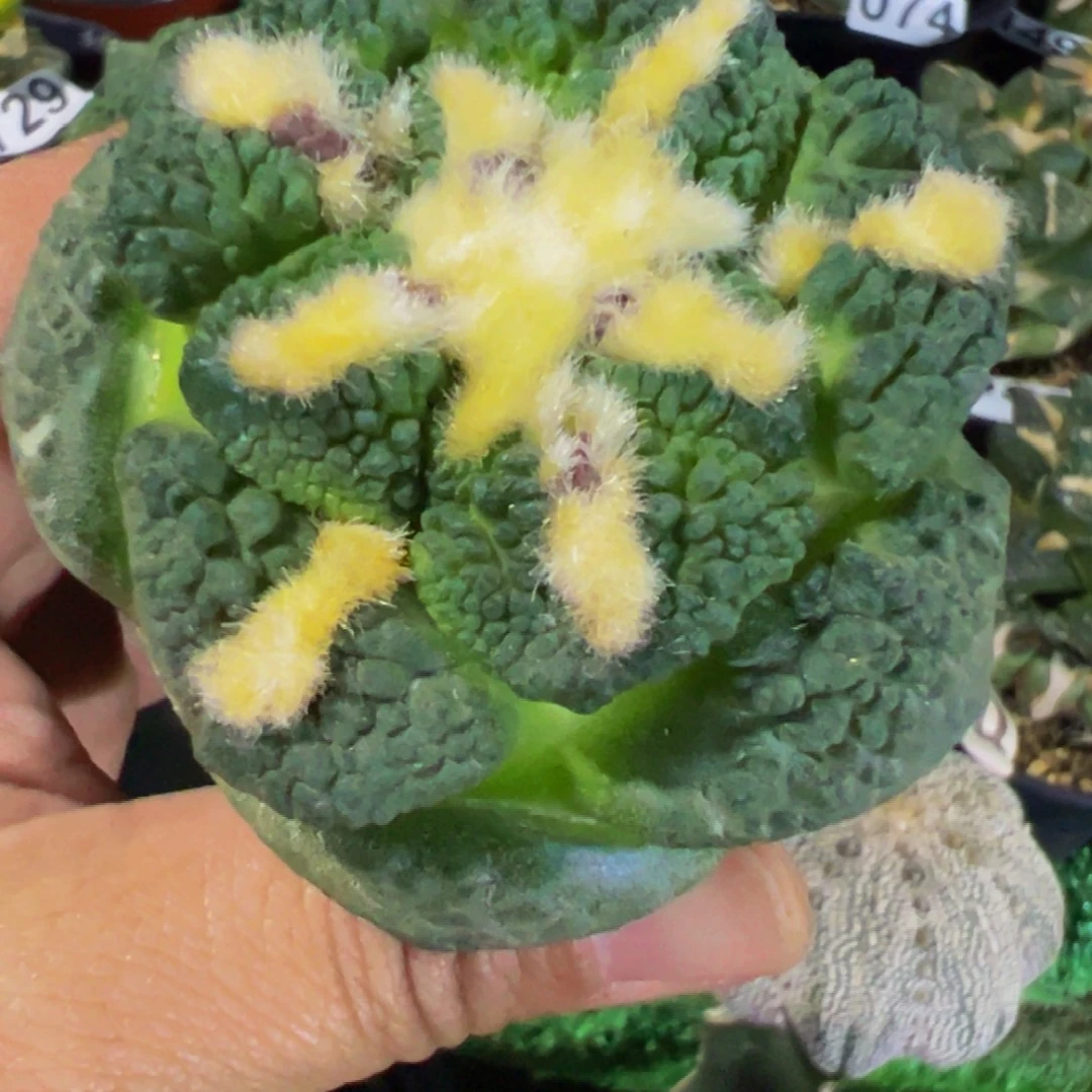 无花朵福利颗粒龟甲牡丹980